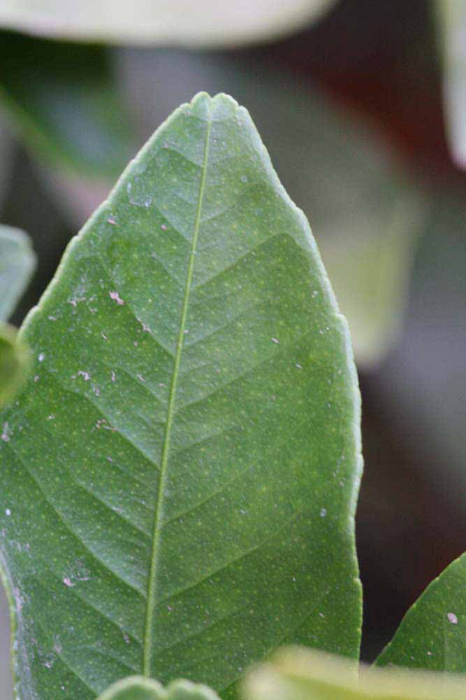              Margin (Riverside, CA)       